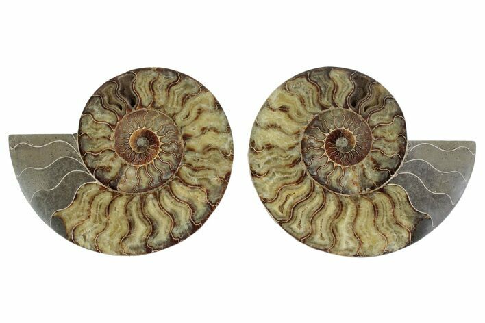 Large, Cut & Polished Ammonite Fossil - Madagasar #371449